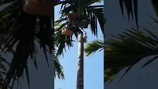 Arecanut harvesting machine...