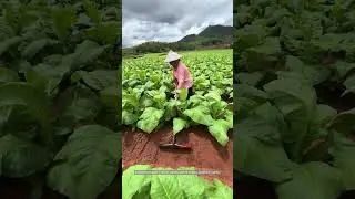 Ridge & Weed: Protecting Roots in One Pass
