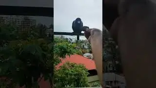#handfeeding #crow #nature #trendingshorts #youtubeshorts #morningroutine #dailyvlog #dailyshorts