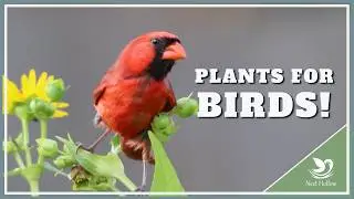 How to Find Plants that Attract Birds - Easiest Tool
