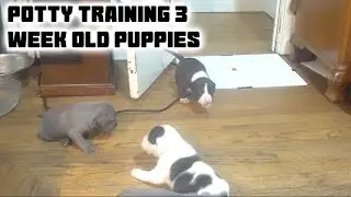 How To - Potty Training Puppies