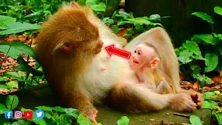 Sweet Talk Between Mom & Baby! Don't Miss Baby Jacee Reaction When She Hungry Beautiful Life Monkey