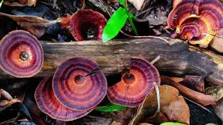 Wow ! look at these insects