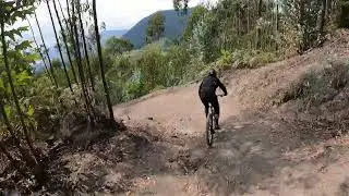 Treepaz 