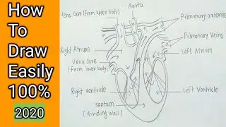 How To Draw A Human Heart Step By Step Easily