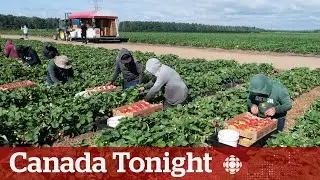 UN's report on Canadian migrant workers 'delayed reaction,' advocate says  | Canada Tonight