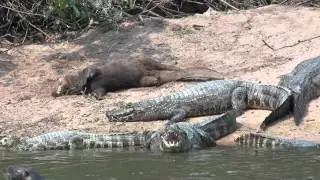 Giant otter and Yacare caiman