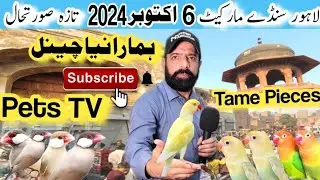 Sunday birds market lahore 2024 | sunday birds market latest price update