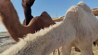 Camel Farm Dammam Saudi Arabia Video Part 02
