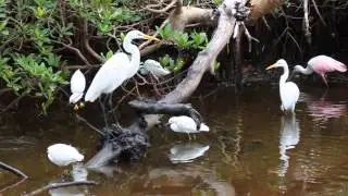 Feeding frenzy at Ding Darling NWR