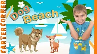 Dog Beach Adventure @ Huntington Dog Beach