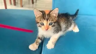 Tiny baby kitten waiting for me for love
