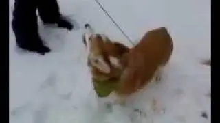 Piper Likes Snow
