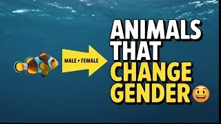 Animals That Can Change Their Gender Naturally