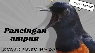 100% BIKIN GACOR MURAI BATU MU ,III PANCINGAN AMPUH SEKALI DENGER LANGSUNG GACOR