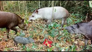 Bichos selvagens comendo o caju-do-mato (caju-bravo) - Bacia Amaz&ocirc;nica