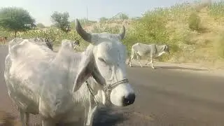 Herd of Village Cows #wildlife #animals #viralvideo #rare #cow #cows