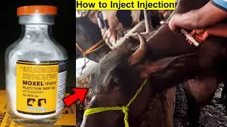 Buffalo Video | Moxel Injection 3000 | Treatment For Udder & Teats Problem