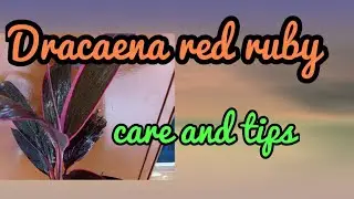 Dracaena red ruby plant/indoor and outdoor plant/care and tips in tamil