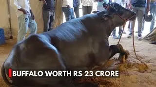 Haryana&rsquo;s &rsquo;Anmol&rsquo; Buffalo Worth ₹23 Crore, Owner Spends Rs 1,500 Daily On Diet