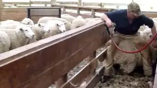 Dagging Sheep near the Catlins, New Zealand