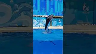 🫡The Dolphin Show Antalya Amazing! #subscribe #travel #trending