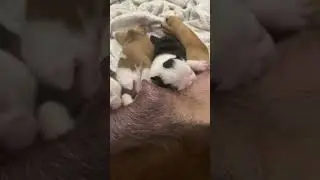 Boujee bullies )) English bulldog puppies litter whelping