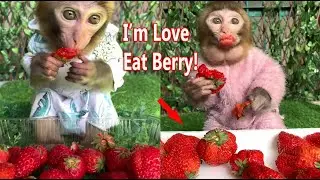 Yummy! Little Monkey Dodi Eating Berry Fast & Really Good Eat