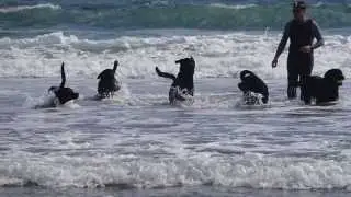 Cornwall Seaside Fun May 2015 The Poohbear gang aka Fab 5 (Rottweilers)