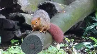 Red Bush Squirrel, Paraxerus palliatus ornatus, oNgoye Forest, South Africa, 27 Nov 2022
