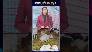 Vemulawada Temple &lsquo;Kodelu&rsquo; Incident |  రాజన్న కోడెలకు కష్టం | ZEE Telugu News