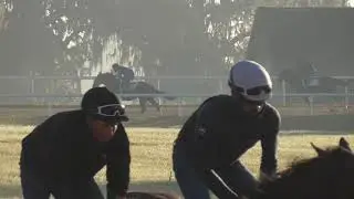 2020 Tapwrit colt Inside breeze