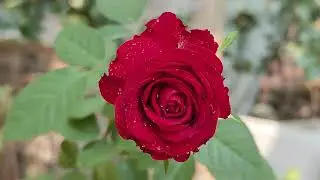 Beautiful focused rose with water drop. My garden queen 