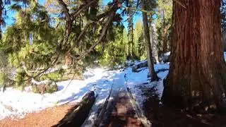 Big Trees Trail   Sequoias National Park   Caminata en el Parque de las Sequoias