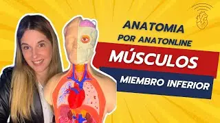 Curso completo de anatomia - Clase 20: Músculos de miembro inferior