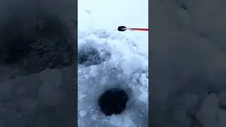 Лучшая насадка Это мотыль #fishing #рыбалка2026 #рибалка