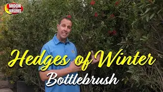 Hedges of Winter: Bottlebrush