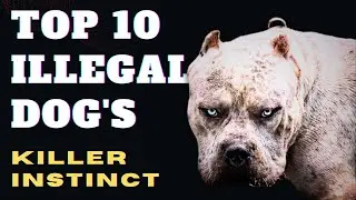 🤯🔥Top 10 banned dog breeds|Most illegal dogs🔥🤯 #dogs