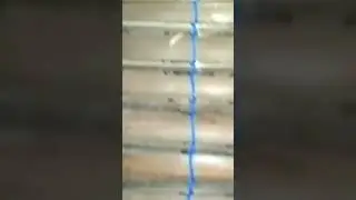 #cilacaphariini