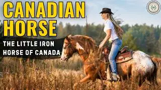 All About Canadian Horses - How They Became the Toughest Breed You've Never Heard Of