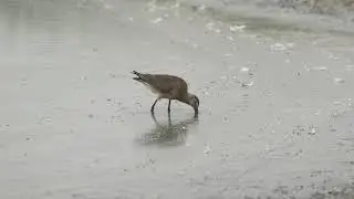 Hudsonian Godwit (Limosa haemastica)