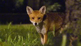 Red Fox (Vulpes vulpes)  - Hackney, London UK