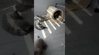 pure-breed British shorthair kittens #adoptstrays #kitten #cutecat #cutepet #bshcat #catcute #cute