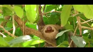 FUN FACT &ldquo;SLOTH&rdquo;