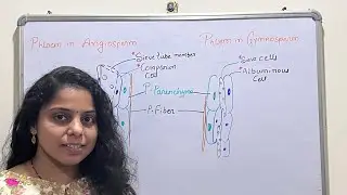 Difference between Sieve tube elements and Sieve Cells | Phloem in Gymnosperm and Angiosperm | NEET