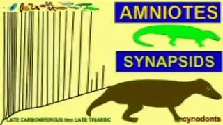 PL3: MAMMAL EVOLUTION: PELYCOSAUR THRU CYNODONT SYNTHESIS 2