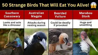 50 Strange Birds That Will Eat You Alive | Timeline Trek 50