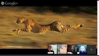 Polar Bears and Cheetahs Hangout: Hope for Two Iconic Species