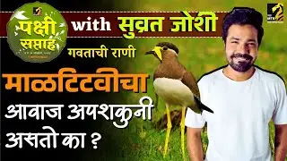 Bird week - महाराष्ट्रात किती प्रकारच्या टिटव्या सापडतात ? | yellow wattled lapwing call | Maha MTB