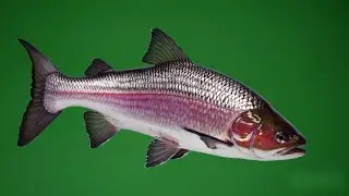Salmon &ndash; Free Green Screen Loop Animation VFX